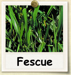 How to Grow Fescue | Guide to Growing Fescue