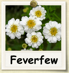 How to Grow Feverfew | Guide to Growing Feverfew