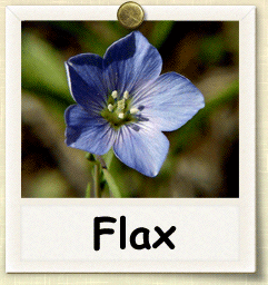 Heirloom Flax Seed - Seeds of Life