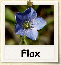 How to Grow Flax | Guide to Growing Flax