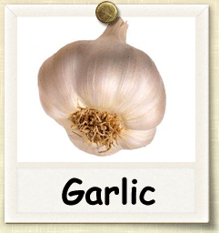 Heirloom Garlic Seed - Seeds of Life
