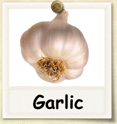 Organic Garlic Seed | Seeds of Life