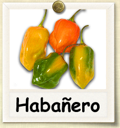 How to Grow Habañero Pepper | Guide to Growing Habañero Peppers