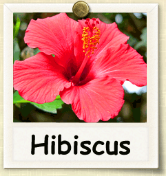 How to Grow Hibiscus | Guide to Growing Hibiscus
