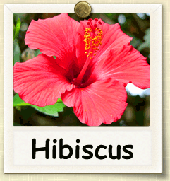 How to Grow Hibiscus | Guide to Growing Hibiscus How to Grow Hibiscus | Guide to Growing Hibiscus