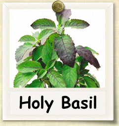 How to Grow Holy Basil | Guide to Growing Holy Basil