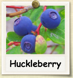 How to Grow Huckleberry | Guide to Growing Huckleberries