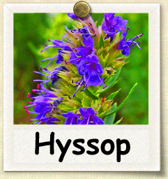 How to Grow Hyssop | Guide to Growing Hyssop