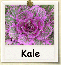 Heirloom Kale Seed - Seeds of Life