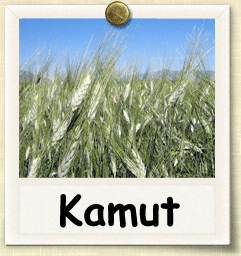 Heirloom Kamut Seed - Seeds of Life