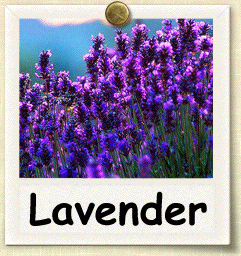 How to Grow Lavender | Guide to Growing Lavender