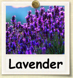 How to Grow Lavender | Guide to Growing Lavender How to Grow Lavender | Guide to Growing Lavender