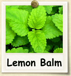 How to Grow Lemon Balm | Guide to Growing Lemon Balm