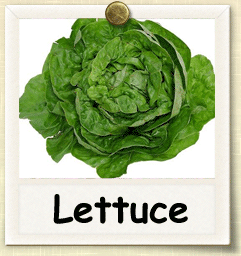 Organic Lettuce Seed | Seeds of Life