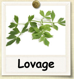 How to Grow Lovage | Guide to Growing Lovage