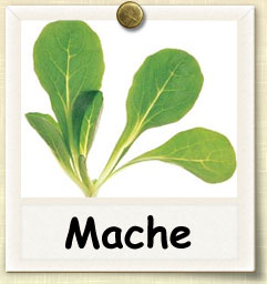 How to Grow Mache | Guide to Growing Mache