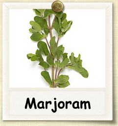Organic Marjoram Seed | Seeds of Life