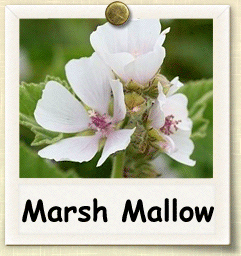 How to Grow Marsh Mallow | Guide to Growing Marsh Mallow