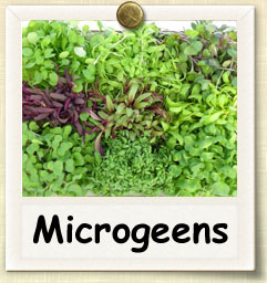 How to Grow Microgreens | Guide to Growing Microgreens