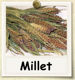 Heirloom Millet Seed - Seeds of Life