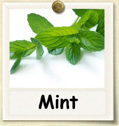 How to Grow Mint | Guide to Growing Mint