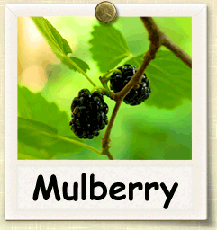 How to Grow Mulberry | Guide to Growing Mulberry