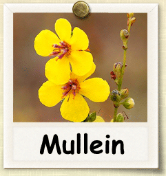 How to Grow Mullein | Guide to Growing Mullein