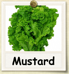 Organic Mustard  Seed | Seeds of Life