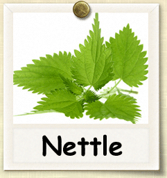 How to Grow Nettle | Guide to Growing Nettle