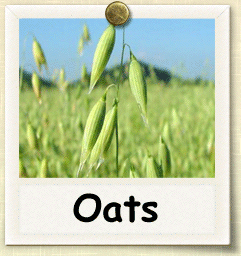 How to Grow Oats | Guide to  Growing Oats