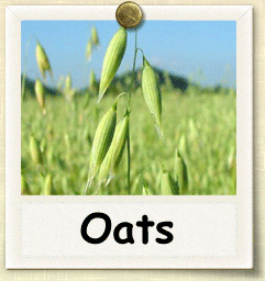 Oat Seed