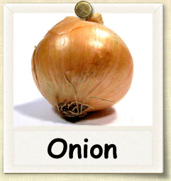 Organic Onion Seed | Seeds of Life
