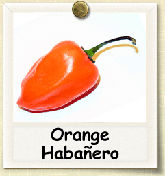 How to Grow Orange Habañero Pepper | Guide to Growing Orange Habañero Peppers
