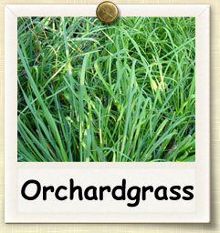 How to Grow Orchardgrass | Guide to Growing Orchardgrass