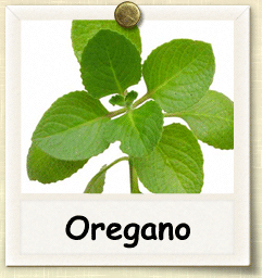 Organic Oregano Seed | Seeds of Life