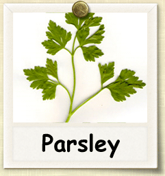 Organic Parsley Seed | Seeds of Life