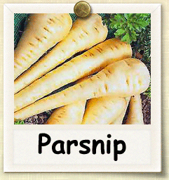 Organic Parsnip Seed | Seeds of Life