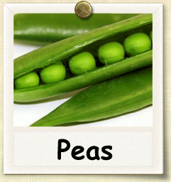 Organic Pea Seed | Seeds of Life