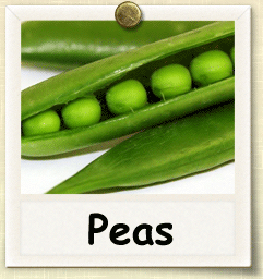 Organic Pea Seed | Seeds of Life Organic Pea Seed | Seeds of Life