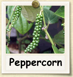 How to Grow Peppercorns | Guide to Growing Peppercorns