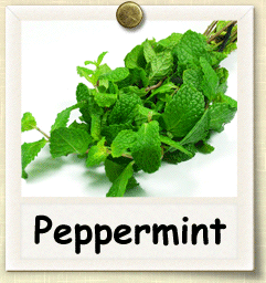 Organic Peppermint Seed | Seeds of Life