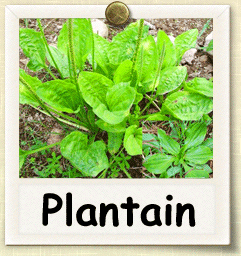 How to Grow Plantain | Guide to Growing Plantain