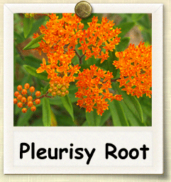 How to Grow Pleurisy Root | Guide to Growing Pleurisy Root