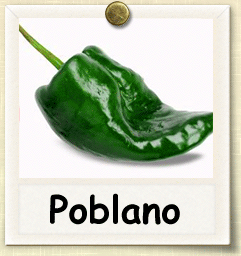 How to Grow Poblano Pepper | Guide to Growing Poblano Peppers