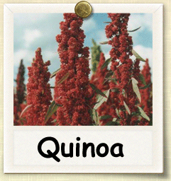 Heirloom Quinoa Seed - Seeds of Life