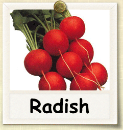 Heirloom Radish Seed - Seeds of Life
