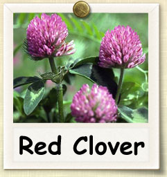 How to Grow Red Clover | Guide to Growing Red Clover