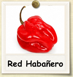 How to Grow Red Habañero Pepper | Guide to Growing Red Habañero Peppers