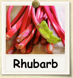 Organic Rhubarb Seed | Seeds of Life