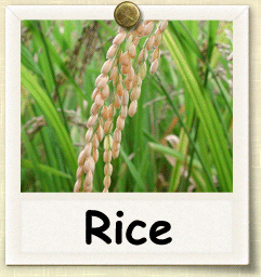 Heirloom Rice Seed - Seeds of Life